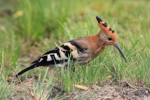 African hoopoe (Upupa africana), adult, alert, on ground, foraging, Mountain Zebra NP, Eastern