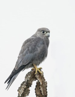 Grey Kestrel (Falco ardosiaceus), Uganda