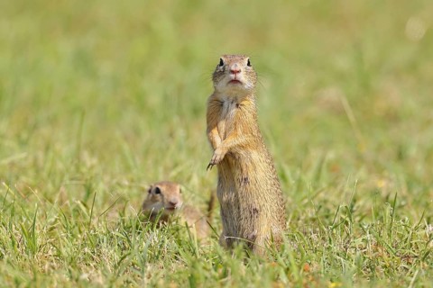 European ground squirrel (Spermophilus citellus) standing upright in a meadow, Burgenland Austria