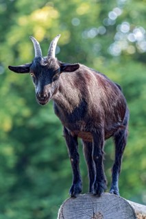 Pygmy goat (Capra aegagrus hircus), shiny black coat, climbing on the trunk of a felled birch tree