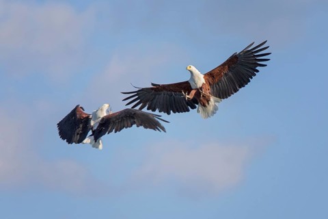 African Fish Eagle (Haliaeetus vocifer) fighting in flight, Okavango Delta, Botswana