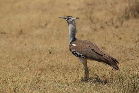 Giant bustard (Ardeotis kori), Ngorongoro Crater, Serengeti, Tanzania, East Africa