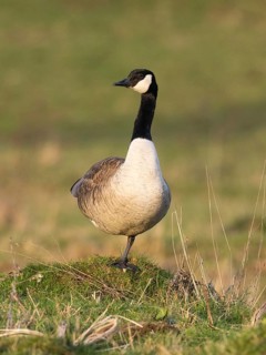 Canada Goose (Branta canadensis), male or gander standing on grassy knoll, on alert, Hesse, Germany