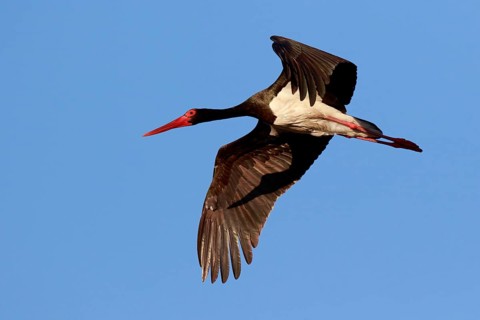 Black Stork (Ciconia nigra) flying, Greece