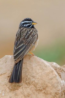 Mountain bunting, (Emberiza tahapisi), songbird, African bunting species, Ayn Tobroq and Ayn Athum