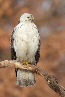 Common Buzzard (Buteo buteo), Saxony, Germany