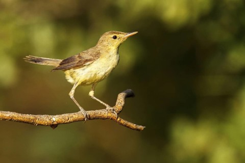 Melodious Warbler (Hippolais polyglotta), Castile-La Mancha, Spain