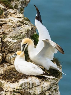 Northern Gannet, Morus bassanus, birds on cliff