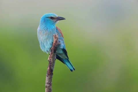 European roller (Coracias garrulus), on perch, Tower Hide, Tiszaalpár, Kiskunsági National Park,