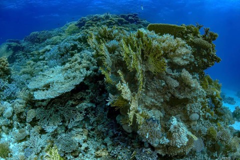 Lush coral reef under the ocean vivid with various species of marine flora against a deep blue
