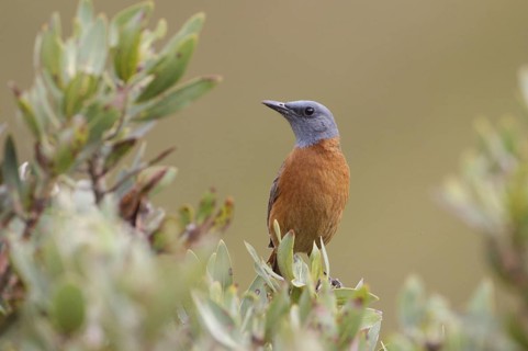 Cape Rock Thrush (Monticola rupestris), Natal, South Africa