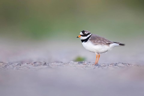 Common Ringed Plover (Charadrius hiaticula), Texel, Netherlands