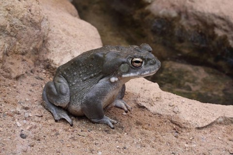 Sonora toad (Bufo alvarius), captive