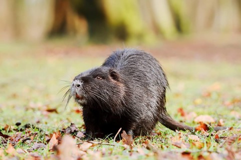 Nutria or swamp beaver (Myocastor coypus) on the shore, North Rhine-Westphalia, Germany, neozoon in