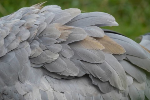 Common crane (Grus grus) adult bird close up of the birds wing feathers, England, United Kingdom