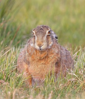 European hare (Lepus europaeus) resting in a meadow, wildlife, animals, mammal, Ochsenmoor,