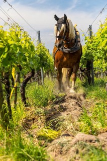 Haflinger pulling plough between vines, vineyard, Ihringen, Kaiserstuhl, Baden-Württemberg, Germany