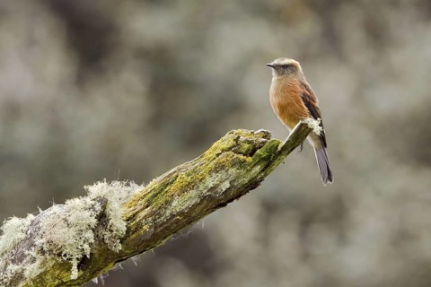 Brown-backed Chat-Tyrant (Ochthoeca fumicolor), Ecuador