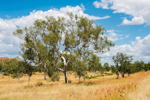 Australia, Australia, Australian continent, Western Australia, Elizabeth Highway, blue sky, trees,
