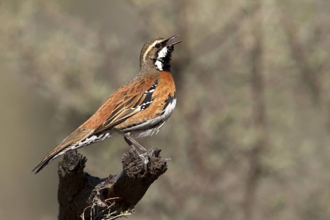 Chestnut-breasted Quail-thrush (Cinclosoma castaneothorax) male singing, Queensland, Australia