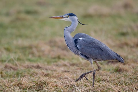 Grey Heron (Ardea cinerea), Netherlands