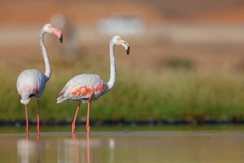 Pink flamingo, (Phoenicopterus ruber), Phoenicopterus roseus, animals, birds, flamingo, biotope,