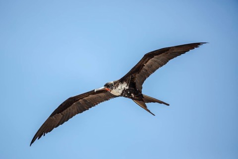 Great Frigatebird (Fregata minor ridgwayi) young male flying, Galapagos, Ecuador