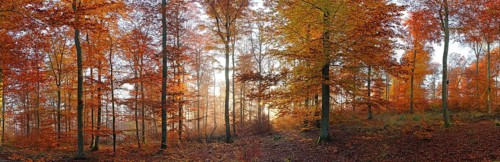 Autumn-coloured beech forest, morning mood, Solms, Lahn-Dill district, Hesse, Germany Lahn-Dill