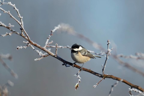Coal tit (Periparus ater) adult garden bird on a frost covered tree branch in winter, Suffolk,