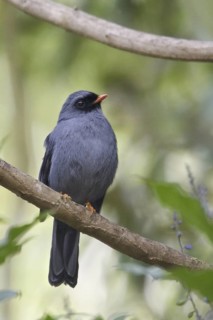 Black-faced Solitaire (Myadestes melanops), Costa Rica