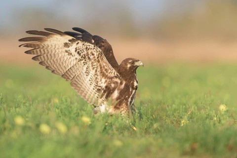 White-tailed Hawk (Geranoaetus albicaudatus) juvenile on a meadow, Texas, USA