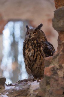 One Eurasian Eagle Owl, Bubo bubo, standing on the walls of a ruin of a monastery