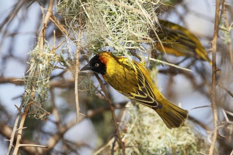 Lesser Masked Weaver (Ploceus intermedius) building nest, Kenya