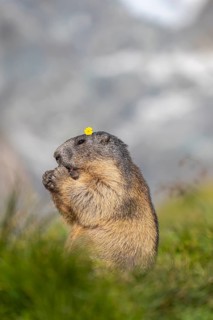 One young Alpine Marmot, Marmota marmota, sitting erected in green grass, feeding on something.