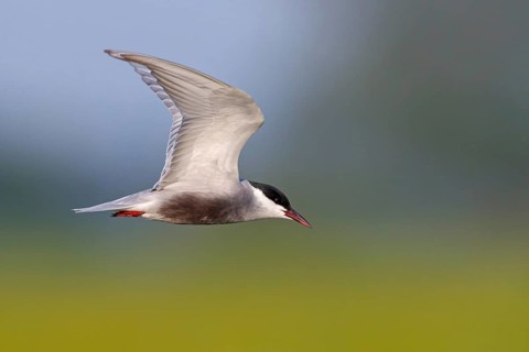 White-bearded Tern, White-bearded Tern, (Chlidonias hybridus), (Chlidonias hybrida), Marsh Tern