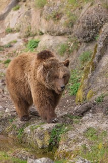 Eurasian brown bear (Ursus arctos arctos) walking towards camera. Rocks and grass around