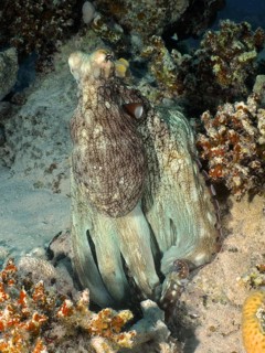 Big blue octopus (Octopus cyaneus Octopus cyanea)
