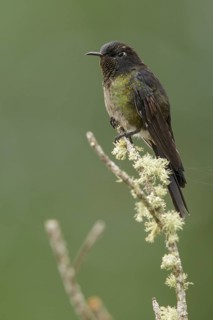 Black-backed Thornbill (Ramphomicron dorsale) perched on a branch in the mountains of Colombia,