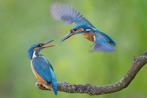 Common Kingfisher (Alcedo atthis) pair, Saxony-Anhalt, Germany