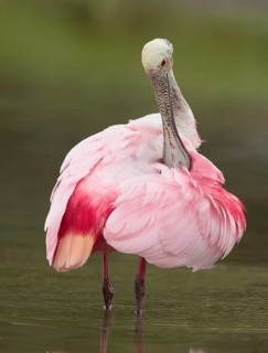 Roseate Spoonbill (Platalea ajaja) preening, Florida, USA