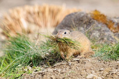 A fully grown European ground squirrel (Spermophilus citellus) carries nesting material in its