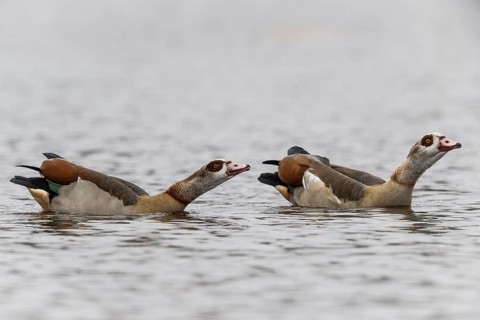 Egyptian geese (Alopochen aegyptiacus), swimming, Emsland, Lower Saxony, Germany