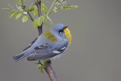 Northern Parula (Setophaga americana), West Virginia, USA