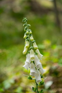 Common foxglove (Digitalis purpurea) flower blooming in a forest, Upper Palatinate, Bavaria,