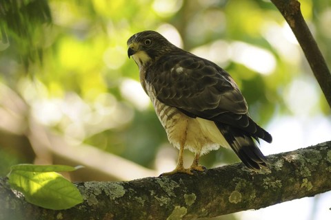Broad-winged Hawk (Buteo platypterus), Guatemala