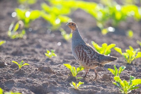 Grey partridge (Perdix perdix) Germany