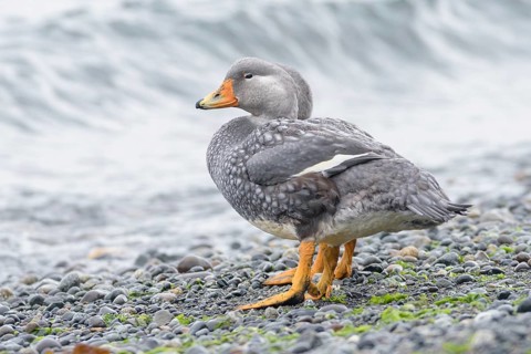 Fuegian Steamer Duck (Tachyeres pteneres), Chile