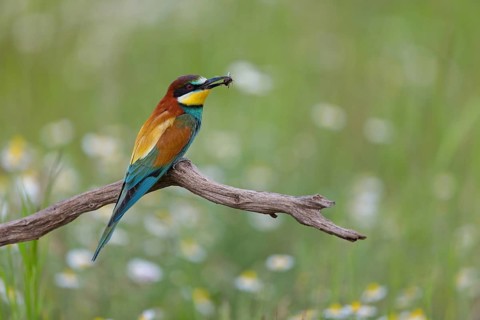 Bee-eater, (Merops apiaster), perch, individual, lateral, Tiszaalpár, Kiskunsági National Park,