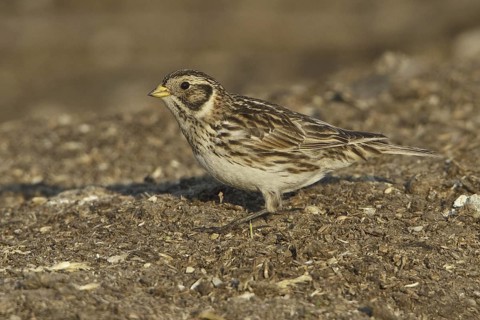 Lapland Longspur (Calcarius lapponicus), Manitoba, Canada