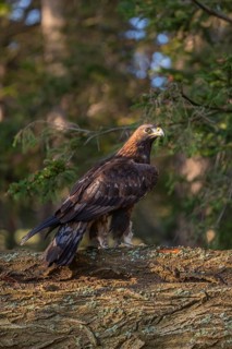 One golden eagle (Aquila chrysaetos) sitting on a rotting log. A green forest in the background